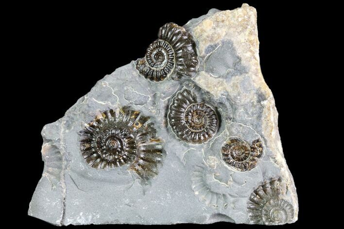 Ammonite (Promicroceras) Cluster - Somerset England #86242
